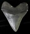 Very Wide Megalodon Tooth - Sharp Serrations #19498-2